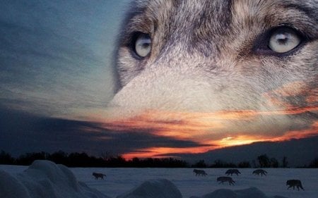 Sky Wolf - dogs, wolves, sky, snow