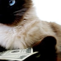 Rich Cat