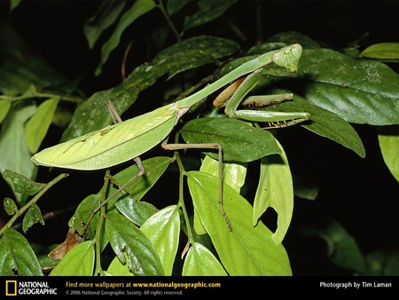 Praying Mantis - mantis, insects, praying mantis, bugs