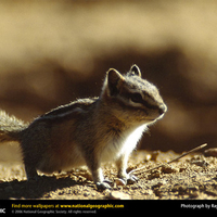 Golden Mantled Ground Squirrel