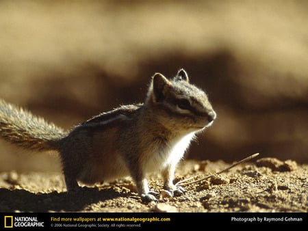 Golden Mantled Ground Squirrel - ground squirrel, animals, squirrel