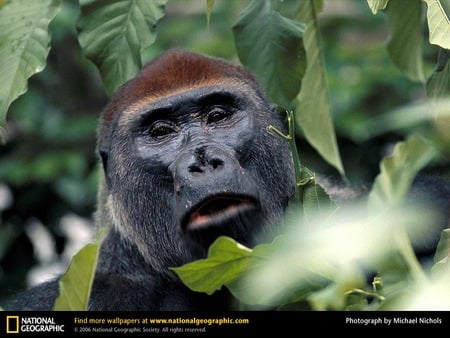 Western Lowland Gorilla Watching - gorilla, animals, primates