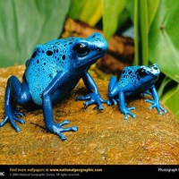 Blue Poison Dart Frogs