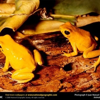 Golden Poison Dart Frogs