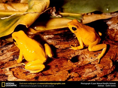 Golden Poison Dart Frogs - frogs, amphibians, animals