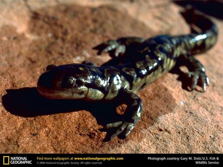 Tiger Salamander - salamander, amphibians, animals