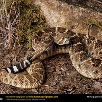 Western Diamondback Rattlesnake