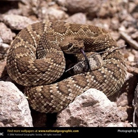 Mojave Rattlesnake