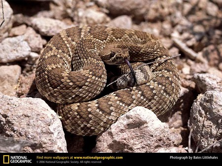 Mojave Rattlesnake - reptiles, snakes, rattlesnakes