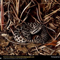 Western Massauga Rattlesnake