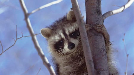 A Curious Raccoon - wallpapers, widescreen, raccoon