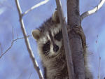 A Curious Raccoon