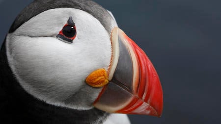 Atlantic Puffin West Fjords Iceland - nature, ocean, iceland, fish, puffin, atlantic puffin, atlantic, west fjords