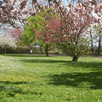 orchad in spring