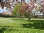 orchad in spring