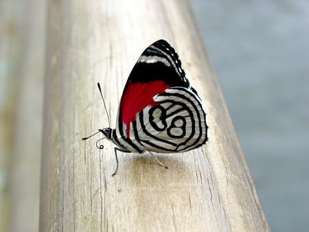 Butterfly 2