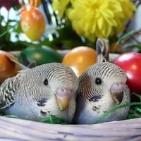 Easter Egg with budgerigar