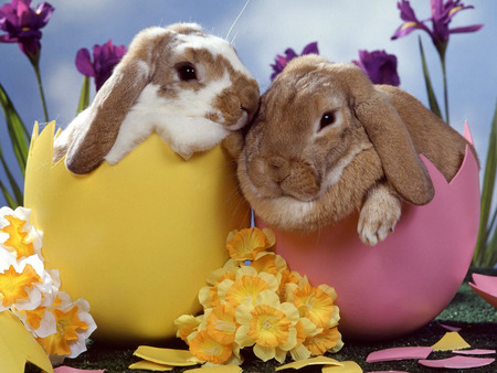 Happy Easter - easter, rabbit, egg