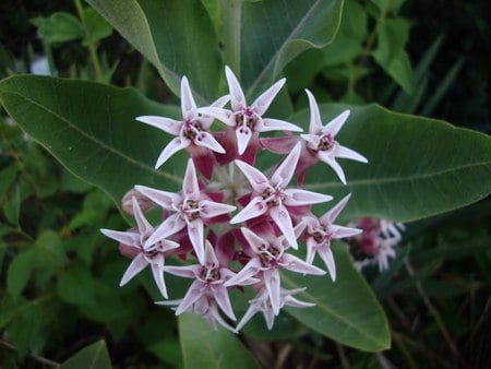 Showy Milkweed - speciosa, milkweed, flower, asclepias