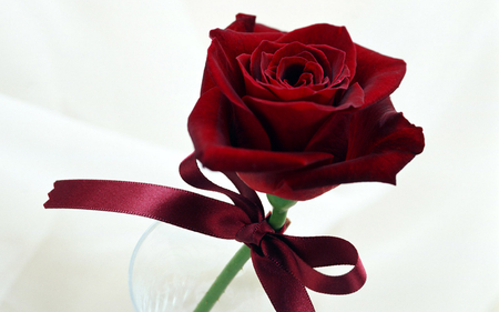 Red rose - fresh, rose, flower, red