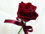 Red rose