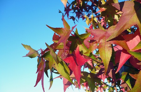 Just Turning - sky, autumn, fall, trees, leaves, firefox persona