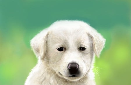 Cute Puppy - cute, husky, white, puppy