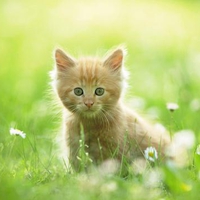 Playful Kitten