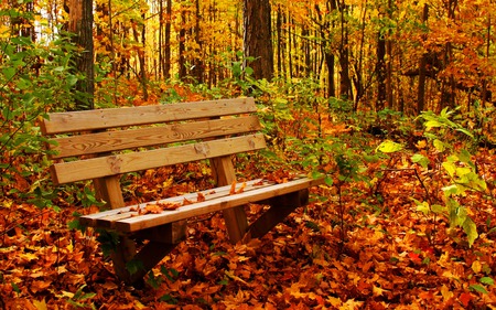 Autumn - pretty, relax, autumn colors, splendor, forest, leaves, view, bench, sit, nice, woods, falling, carpet, trees, beautiful, beauty, colors, lovely, rest, fall, colorful, nature, season, autumn, leaf, peaceful, foliage, park