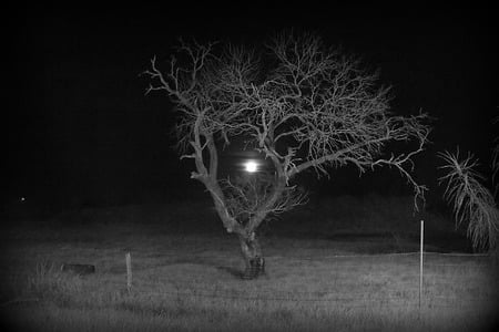 Tree of The Night - moon, halloween, night, tree, black-white, creepy, scary