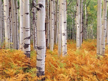 autumn birch - plant, autumn, forest, forests