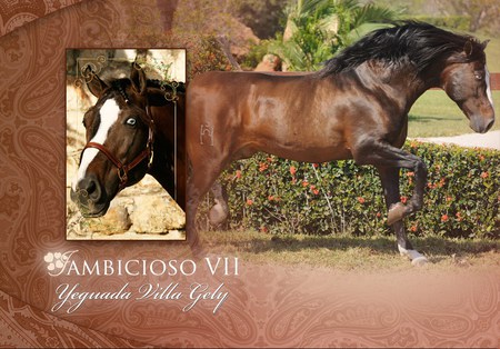 Ambicioso - horses, blue eyed, spanish, blue eyes, andalusian, bay