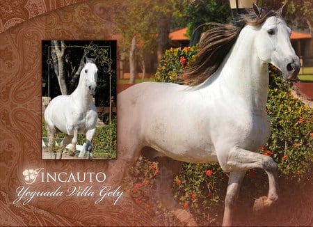 Incauto - horses, andalusian, spanish, grey