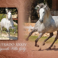 Letrado