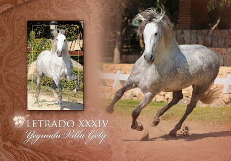 Letrado - spanish, grey, dapple grey, horses, andalusian