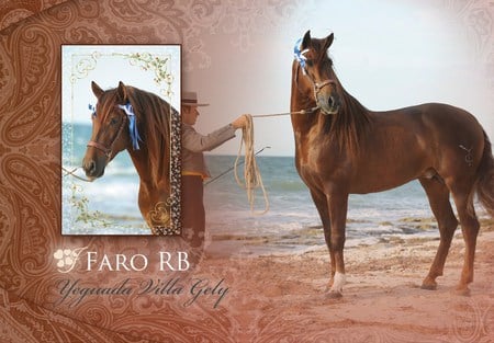 Faro - horses, andalusian, chestnut, spanish