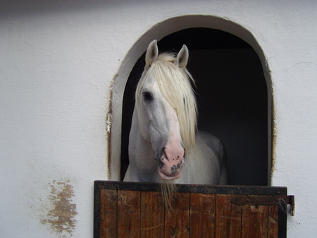 What A View! - spanish, white, horses, stable, andalusian