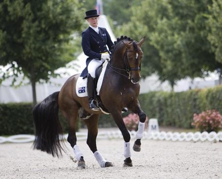 Lusitano Dressage - lusitano, dressage, horses, iberian, dark bay, bay, portugal