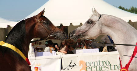 Face To Face - horses, bay, grey, arabians