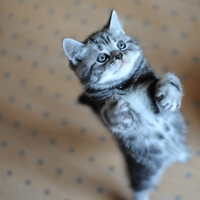 pretty kitty
