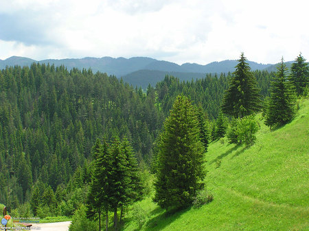 Rodopi - trees, mountain, bulgaria, gree