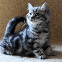 pretty kitty