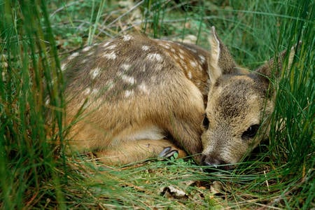 Gentle creature - fawn, spotted, resting, grass, baby, animal, deer, cute, spots, young