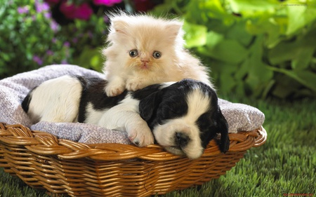 Sweeties - cat, dog, animal, sweet, cute