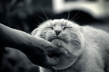 Yeah .... Yeah .... Don't Stop .... - whiskers, ears, fur, cat, hand, feline