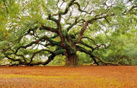 Angel tree - nature, tree, field, forest