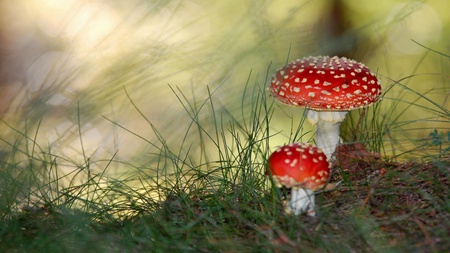 Small mushrooms - mushrooms, nature, grass