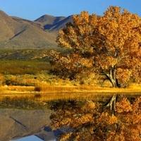 RIVERBANK TREE REFLECTION