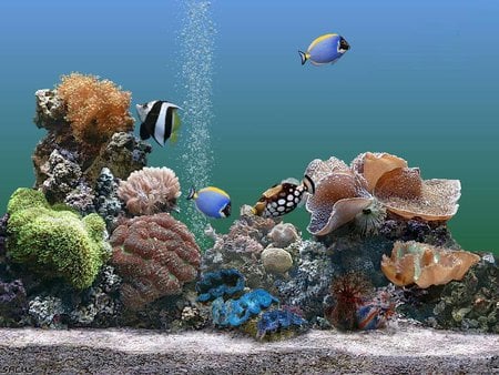 Ocean life - nature, sea, ocean, fish, life