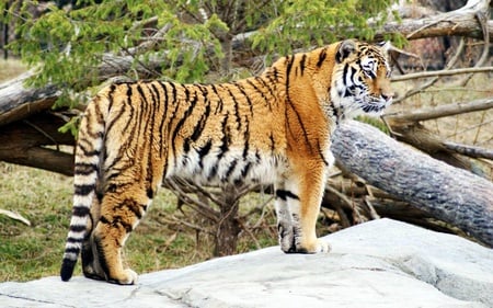 Tiger widescreen - wildlife, animal, tiger, zoo